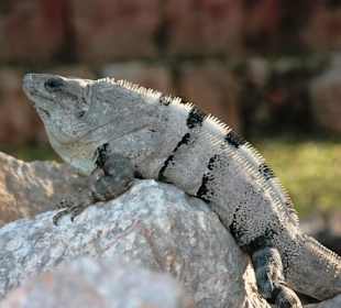 Uxmal Bewohner