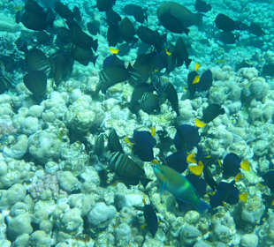 Schnorcheln Makadi Bay