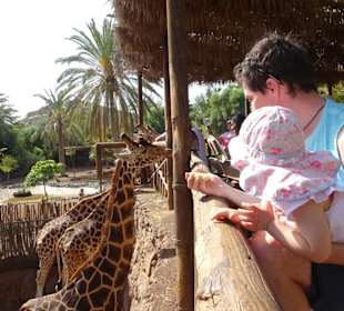 Giraffen füttern :-)