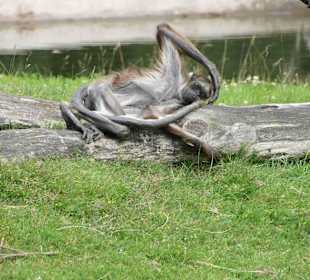 Serengeti Park Hodenhagen