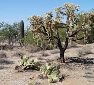 Saguaro N.P.