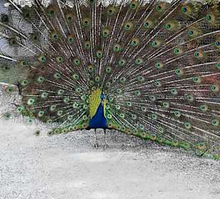 Alpen Wildpark Feld am See