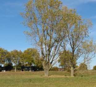 Ein schöner Weg entlang des Rheins