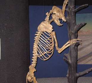 Skelett von einem Höhlenbär Gletschergarten Luzern
