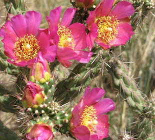 Blühende Kakteen im Pecos Historical Park
