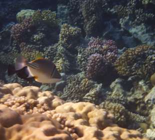 Schnorcheln Soma Bay 