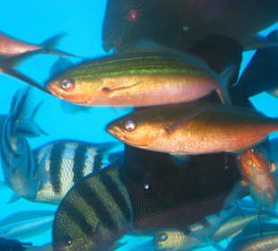 Wat zwemt er in de zee