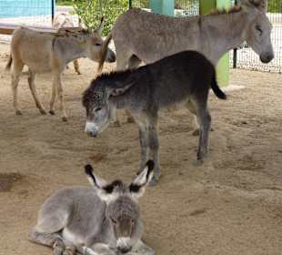 Pflegestation Jungtiere