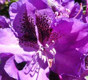 Impressionen vom Rundweg durch den Park