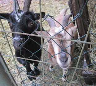 Tier- und Wildgehege