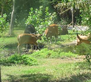 В зоопарке Бали