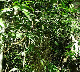 Iguazu Fälle