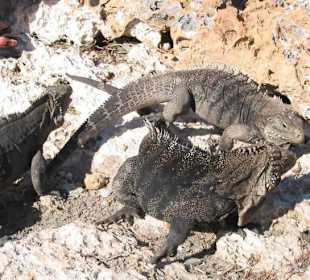 Leguan Insel
