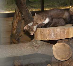 Hochwildschutzpark: spielende Steinmarder