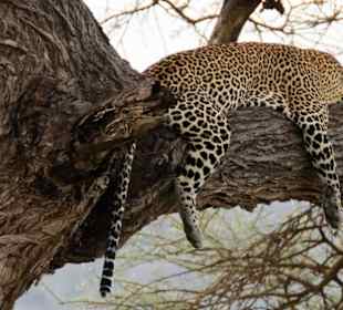 Nach dem Essen...Tsavo West