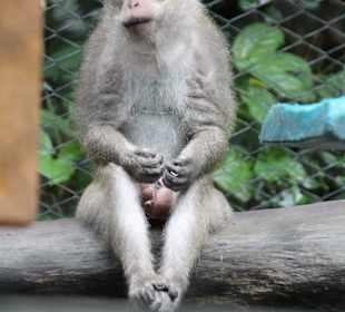 Makakenaffe beim Rasten