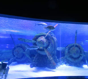 Flugzeugwrack von Fischen umkreist