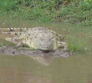 Eines der viele Krokodiele
