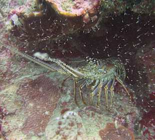 Tauchgang mit James & Mac