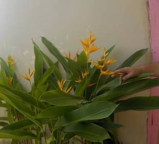 Strelitzie auf der Kaffeplantage