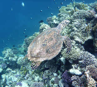 Schnorcheln El Quseir