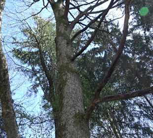 Baumlehrpfad Sontheim