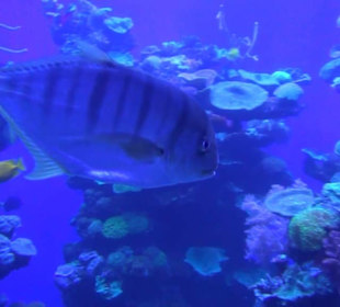 Palma Aquarium
