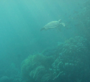 Bettina die Hausschildkröte