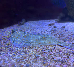 Aquazoo Löbbecke Museum Düsseldorf