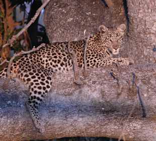 Leopard