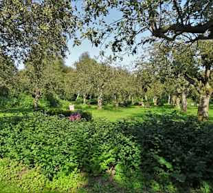 Baumfrieden auf dem Friedenshügel