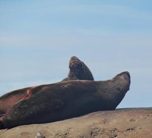Seelöwen