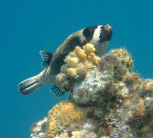 Beim Schnorcheln entdeckt