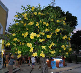 Schöner Baum in der Einkaufsmeile