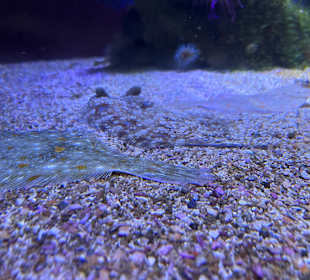 Aquazoo Löbbecke Museum Düsseldorf