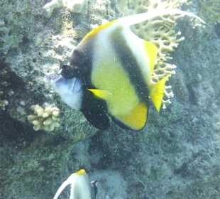 Tolle Unterwasserwelt