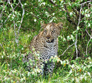 Chi - lange gesucht!