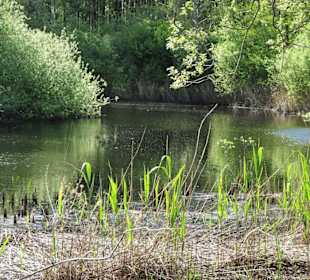 Eindrücke aus dem Stadtwald Oldenburg