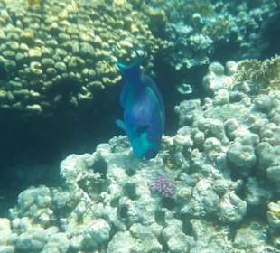 Schnorcheln El Gouna