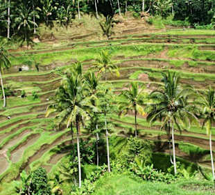 Beeindruckende Reisterrassen