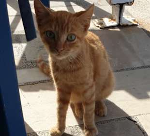 Der kleine Kater Bild 1