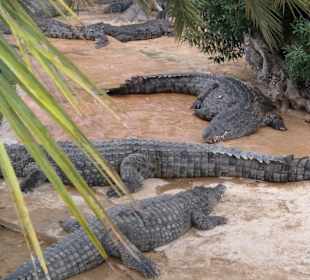 Krokodilfarm Animalia