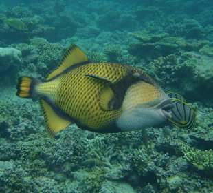 Fisch