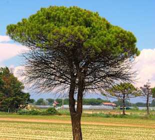 Naturschutzgebiet dei Pini