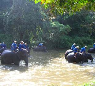 Bagno degli elefanti