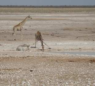 Gelenkig muss man sein
