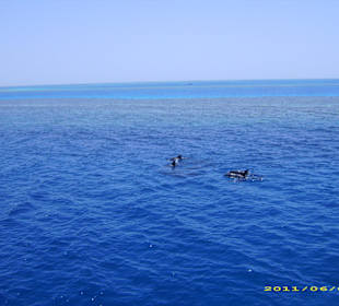 Delfine Schnorchelausflug