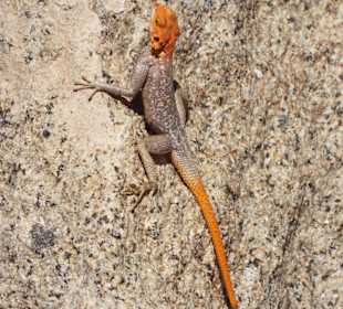 Felsagame auf der Wanderung zur White Lady