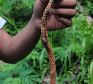 Jene Früchte/Gewürze/Gemüse wurden uns erklärt