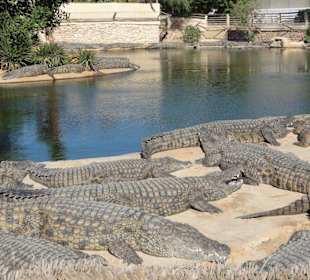 Im Krokopark sehr empfehlenswert!